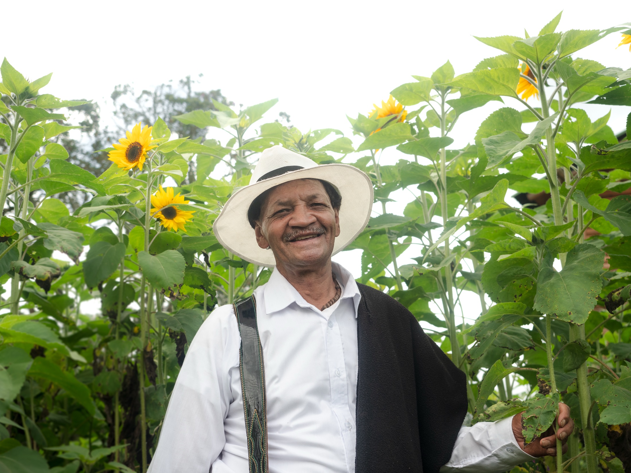 Los Girasoles hospitality productie